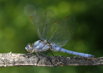 Südlicher Blaupfeil (Orthetrum brunneum) - © Gernot Kunz